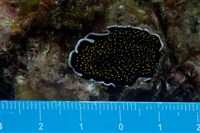 藏品(黃點黑扁蟲)的圖片